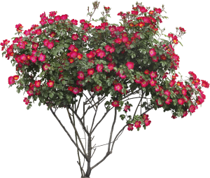 Bush PNG image-7208